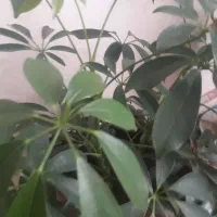 فروش کود قارچی ضایعات کمپوس