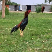 خروس لاری|حیوانات مزرعه|اندیمشک, |دیوار