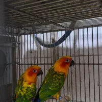 2 جفت طوطی خورشیدی جفت|پرنده|قم, گلزار|دیوار