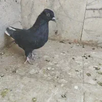 زاغ دم سفید