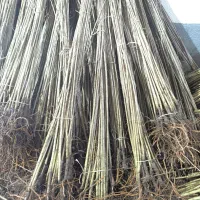 نهالستان درب منزل