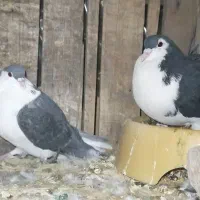 شیرازی نرماده|پرنده|بم, |دیوار