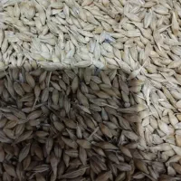 جوی محلی محصول امسال