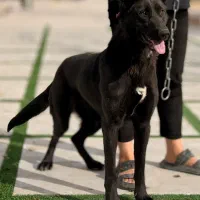 سگ ژرمن بلک اورجینال ماده