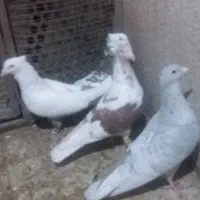 تعدادی کبوتر نر وماده هم جفتی هم تکی|پرنده|تاکستان, |دیوار