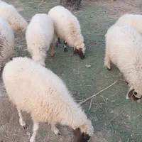 تعداد میش و بره|حیوانات مزرعه|آسمینون, |دیوار