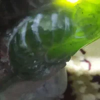 یشم امپریال|کلکسیون اشیاء عتیقه|سنخواست, |دیوار