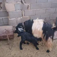 بز و کهره|حیوانات مزرعه|زرقان, |دیوار