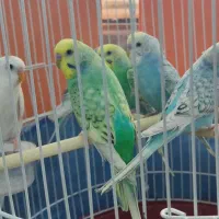 مرغ عشق دو رگه رینبو و آلبینو