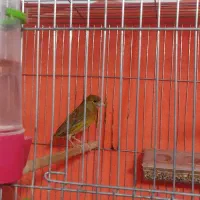 ماده قناری آماده دارچین سوخته