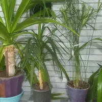 گلدانهای زیبا و تمیز