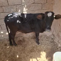 گوساله چاق