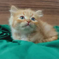 فروش فوری بچه گربه های نژاد دار