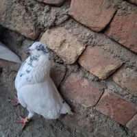 کفتر