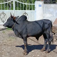 ورزا کوله آث چالوسی