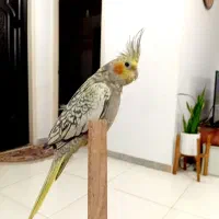 عروس‌هلندی