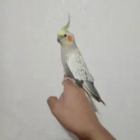 عروس هلندی ماده ی آماده
