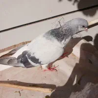 بدرنگ نر|پرنده|اقبالیه, |دیوار