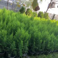 فروش لاوسون(کاج طلایی)|گل و گیاه طبیعی|کتالم و سادات شهر, |دیوار