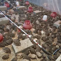 وسایل پرورش بلدرچین ومرغ تخم گذار وطیور