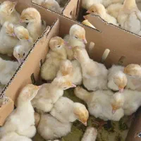 بوقلمون گوشتی بیوتی 6