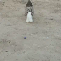 کبوتر گمشده