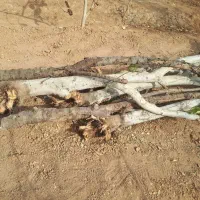 چوب و الوار خشک از درخت های بادام و به|عمدهفروشی|شاهینشهر, گزبرخوار|دیوار