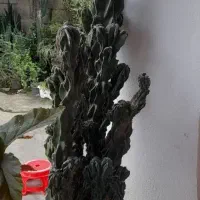 گل . گل های آپارتمانی و باغچه ای در گلدان|گل و گیاه طبیعی|شلمان, |دیوار