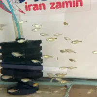 آبزی پرور آمازون|ماهی|اصفهان, شمس آباد|دیوار
