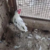مرغ خروس|حیوانات مزرعه|شیراز, داریون|دیوار