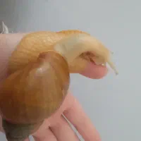 آلبینو حلزون|خزنده|همدان, |دیوار