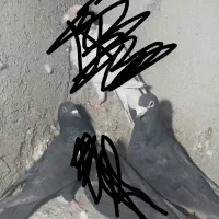 کبوتر زاغ عروسک