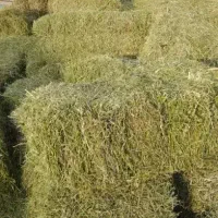 پرس شبدر چن سوم درجه 1|لوازم جانبی حیوانات|بروجرد, |دیوار