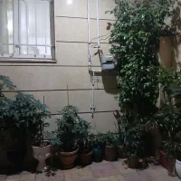 گلهای‌خانگی‌شاداب‌وزیبا‌.