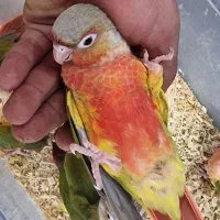 طوطی گیرینچیک راهب ملنگو سرلاکی تا جفت|پرنده|کرج, گلشهر|دیوار