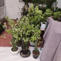 شال پفکی و گل