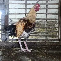 خروس جوان و زیبا