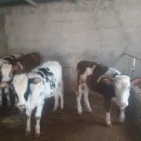 گوساله سیمینتال