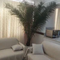نخل فونیکس