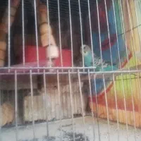 مرغ عشق ماده|پرنده|خمین, |دیوار