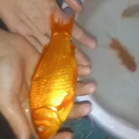 ماهی قرمز|ماهی|فولادشهر, B7|دیوار