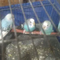 مرغ عشق جوجه کاملا رام و دستی