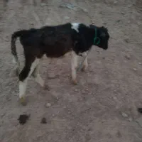 گوساله نر|حیوانات مزرعه|مسجد سلیمان, |دیوار