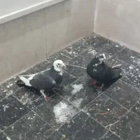 کبوتر|حیوانات|قم, باغ کرباسی|دیوار