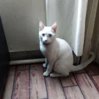 گربه نر