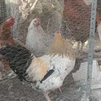 خروس محلی جوان|حیوانات مزرعه|شاندیز, |دیوار