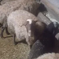 میش و بره|حیوانات مزرعه|دهگلان, |دیوار