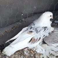 جفت کبوتر دوکت پاپر بزرگ.شهر گله دار