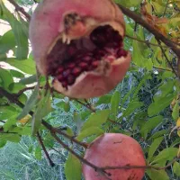 انار لوکس درجه یک انباری