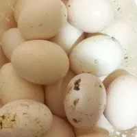 تخم مرغ عربی خوردنی و نطفه دار